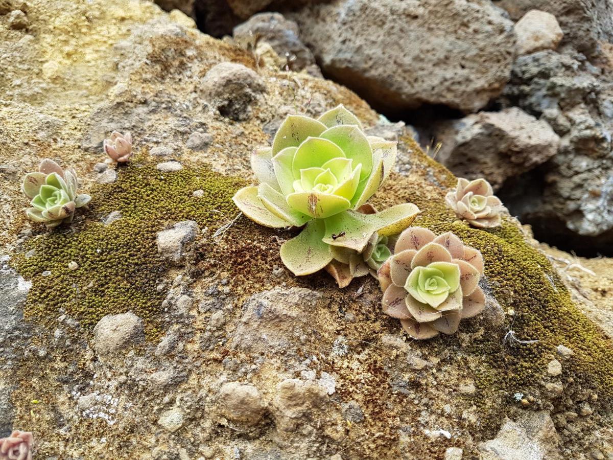 Finca La Sabina Guarazoca Dış mekan fotoğraf